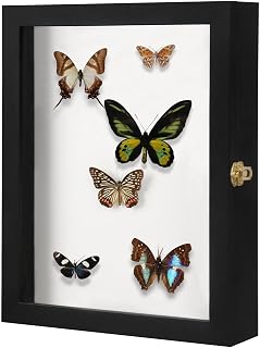 IHEIPYE Insect Display Case Bug Display Collection Box Large Black | Insect Shadow Box，Wall Mount, Anti Fade UV Protection Acrylic Top, Eva Foam Pinning Board, 3 Sizes Pins, Butterfly Specimen