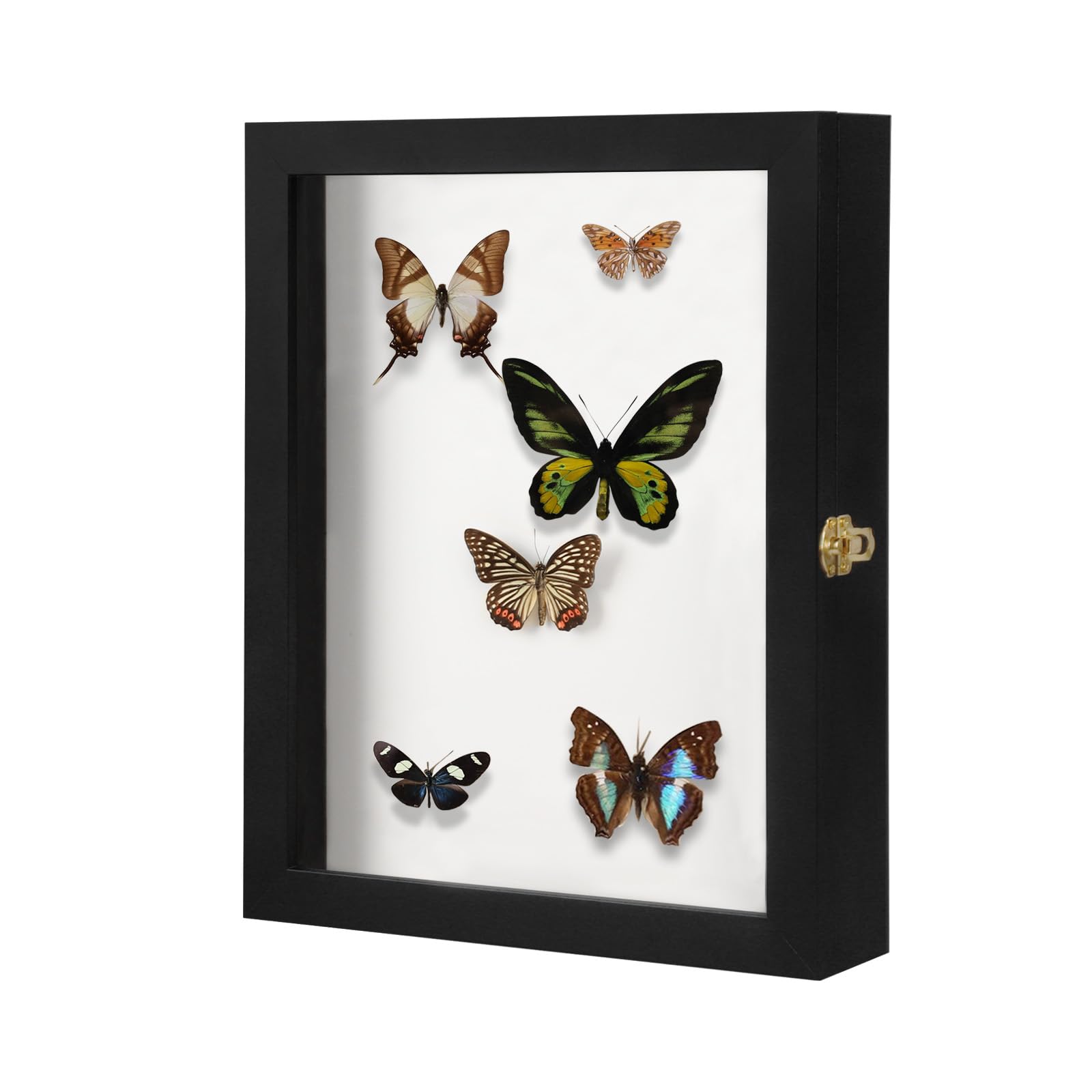 IHEIPYE Insect Display Case Bug Display Collection Box Large Black | Insect Shad