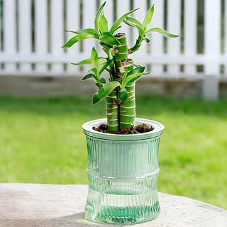 Self Watering Flowerpot Automatic Water Absorption Flowerpot Practical Plastic Double Layer Planter Office Desktop Ornament (Light Green)