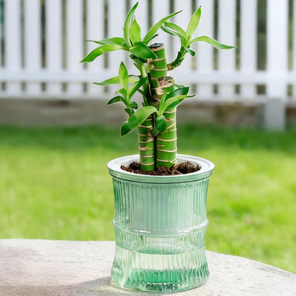 Self Watering Flowerpot Automatic Water Absorption Flowerpot Practical Plastic D