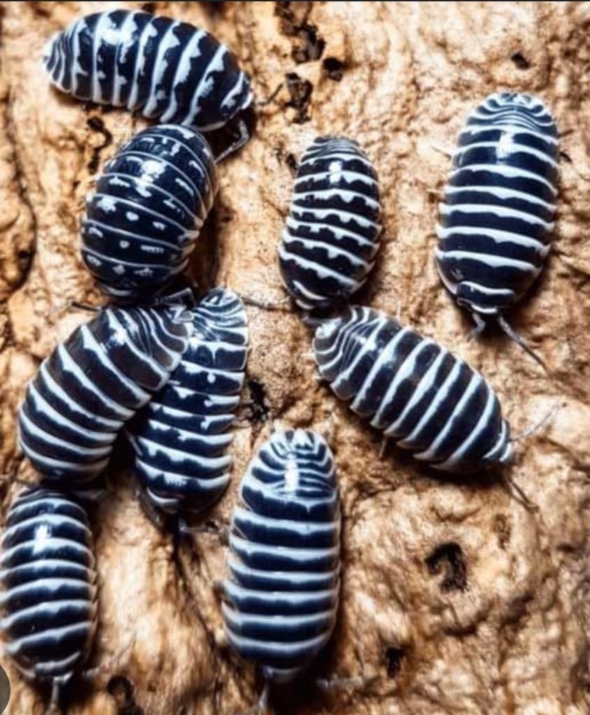 Live Zebra Isopods, Armadillidium maculatum, Pack of 10, Bioactive Terrarium Pet