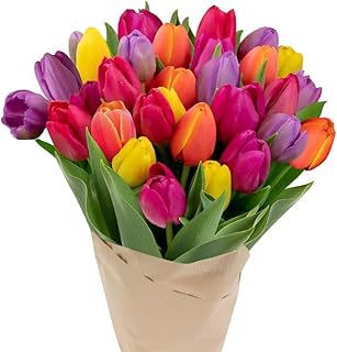 Stargazer Barn 30 Stem Rainbow Tulips Bouquet - Without Vase | Fresh Cut Flower Delivery, Hand-Tied in the USA, Gift for Birthday, Anniversary, Sympathy or Home Decor