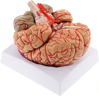 WICHEMI Human Brain Model Anatomy 8-Part Life Size Anatomical Model | Model of A Brain With Color-Coded Artery, Detachable 8-Part With Magnets, Display Base for Neuroscience, Science Education