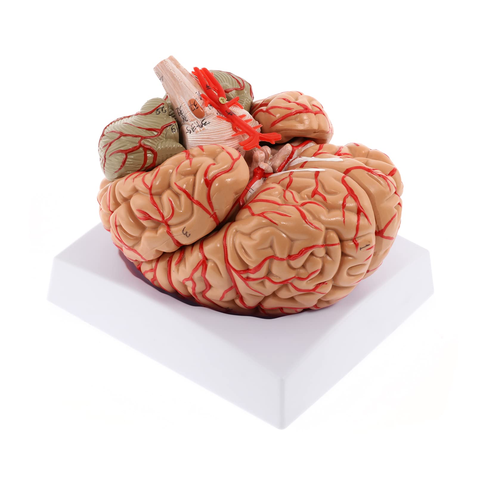 WICHEMI Human Brain Model Anatomy 8-Part Life Size Anatomical Model | Model of A