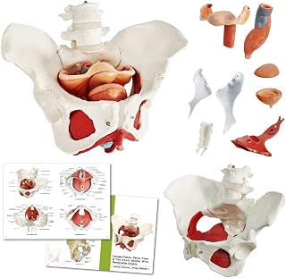 Female Pelvic Muscle Model, Human Anatomy Perineum Model, 1:1 Life Size | Benilev Female Anatomy Pelvic Model, Suitable For Anatomy Study, Education And Teaching Demonstration, With Detachable Pelvic