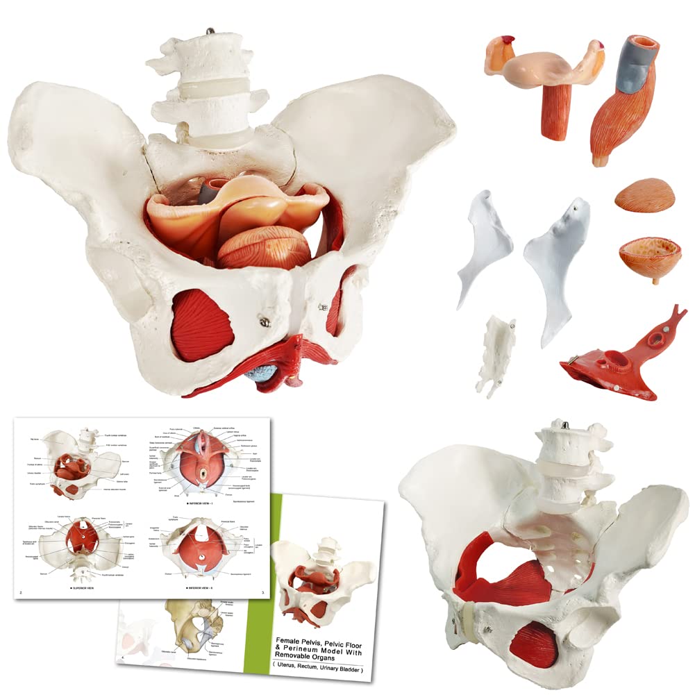Female Pelvic Muscle Model, Human Anatomy Perineum Model, 1:1 Life Size | Benile