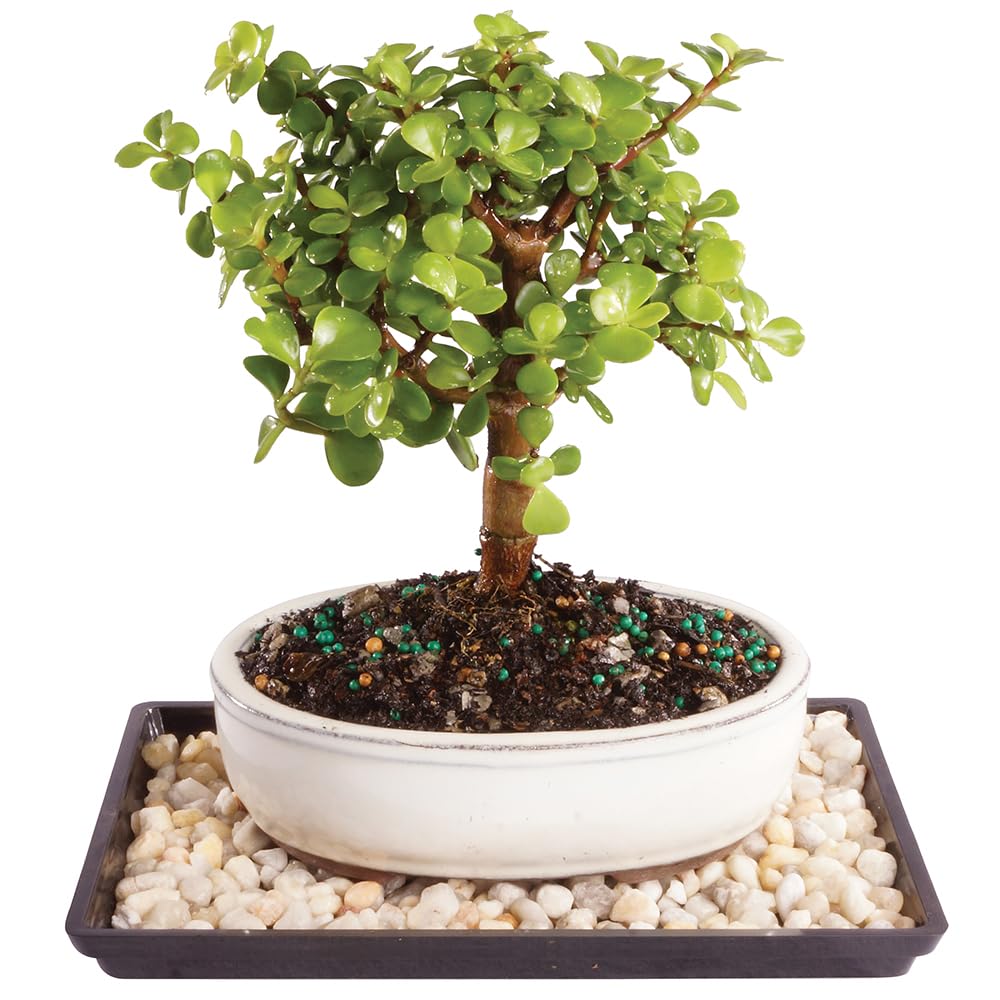 Brussel's Bonsai - Small Jade Live Bonsai Tree, Potted Indoor Plant | 3 Year Old
