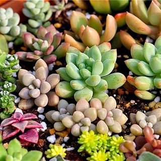 Succulent Seeds, 100-Pack Mini Cactus Plant Seeds, Indoor Bonsai Pot Flower Seeds