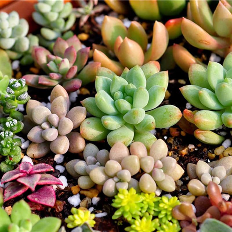 Succulent Seeds, 100-Pack Mini Cactus Plant Seeds, Indoor Bonsai Pot Flower Seed