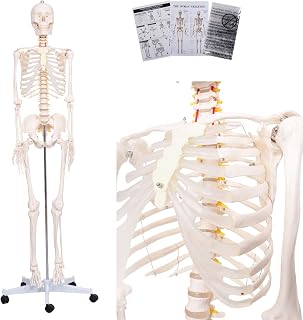 70.8" Human Skeleton Model for Anatomy, Nervous System & Charts, Stand | Full Size Posable Skeleton, Includes Nervous System & Carotid Artery,Comes with Education Charts,Skeleton Model for Studying