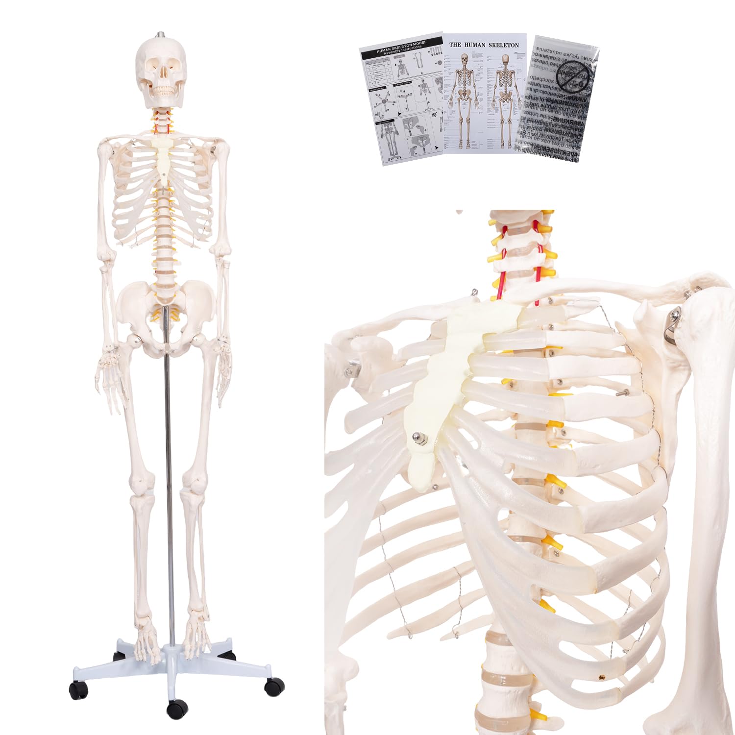 70.8" Human Skeleton Model for Anatomy, Nervous System & Charts, Stand | Full Si