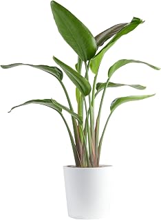 Costa Farms White Bird of Paradise, Live Indoor Plant, Easy Care | Bold tropical leaves that make a floor statement. Great indoor houseplant. Ideal housewarming or birthday gift.