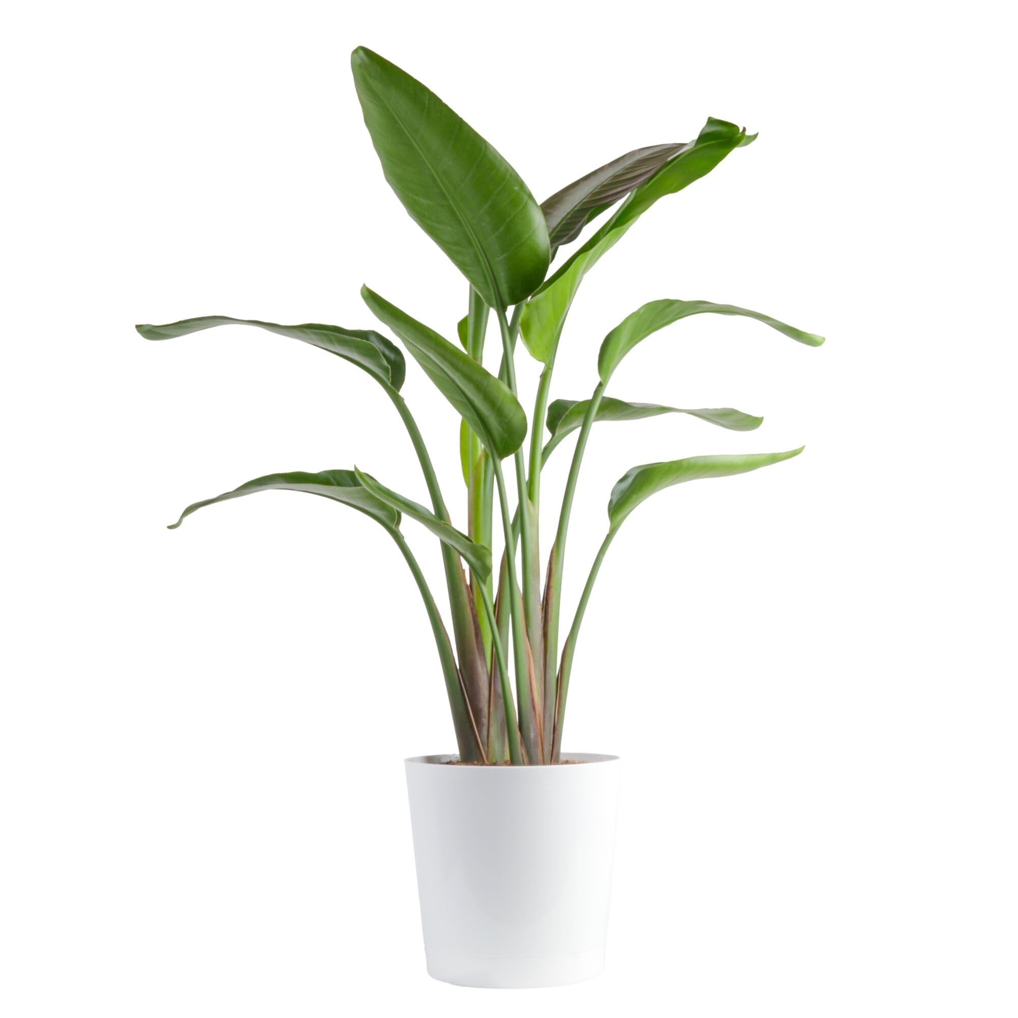 Costa Farms White Bird of Paradise, Live Indoor Plant, Easy Care | Bold tropical