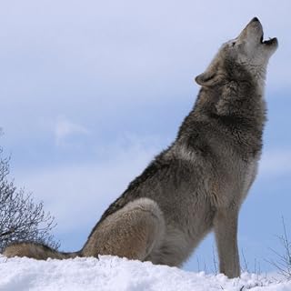 Wolf Howl Sounds