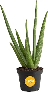 Costa Farms Aloe Vera Plant, Live Succulent, Easy Care Indoor Houseplant in Grower Pot, Room Air Purifier, Tabletop, Office, Desk or Home Décor, Housewarming, Garden Gift, 10-Inches Tall