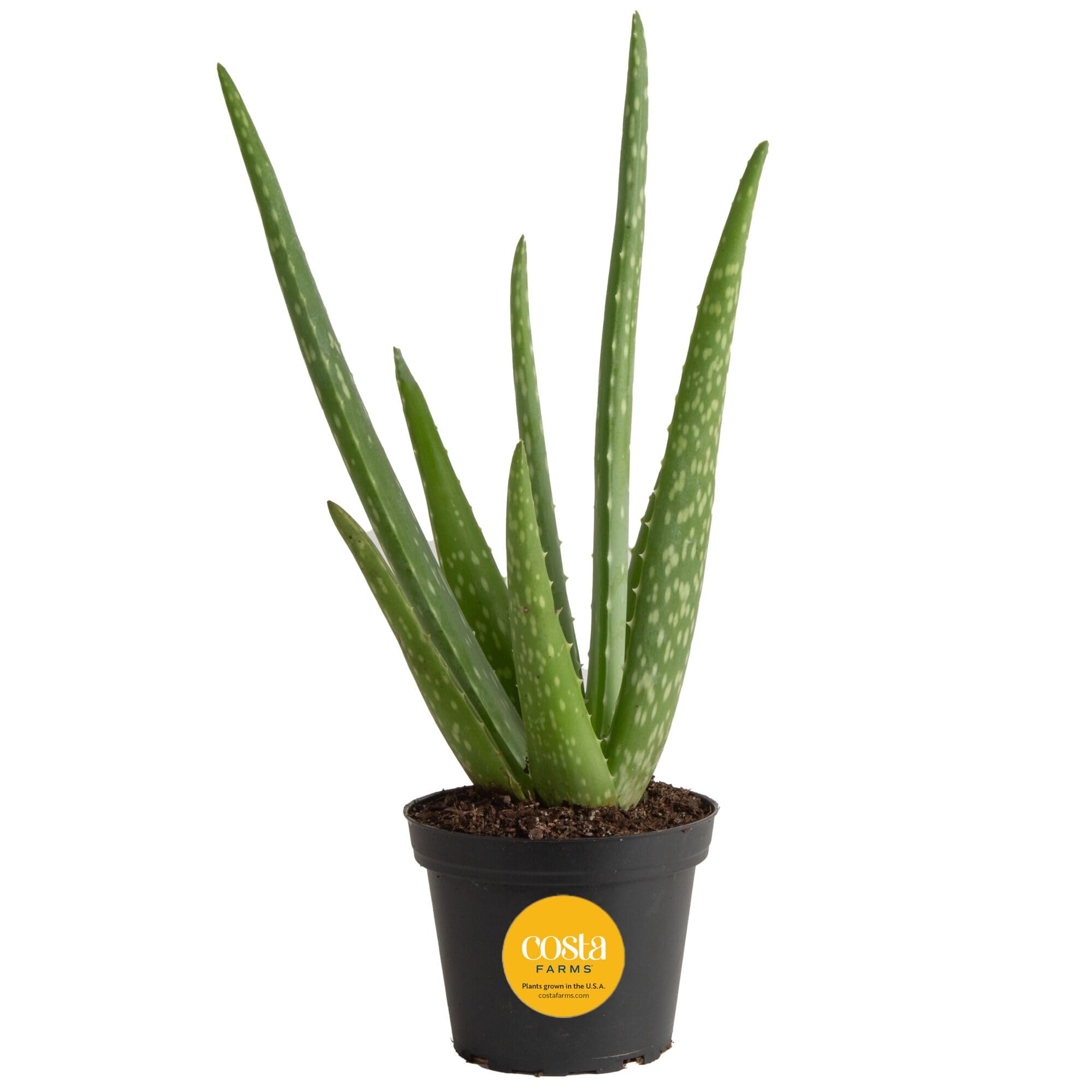 Costa Farms Aloe Vera Plant, Live Succulent, Easy Care Indoor Houseplant in Grow