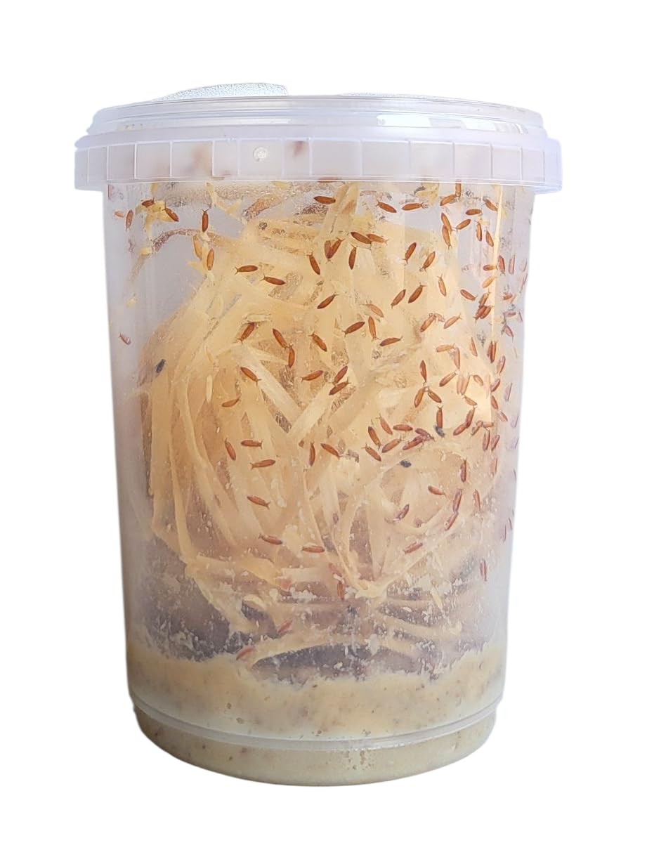 520ml Advanced Husbandry Live Fruit Flies, Drosophila Hydei, Large 2-3mm, Cultur