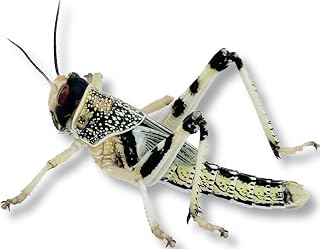 Livefood UK Live Locusts LETTERBOX PACK for Reptile Owners, Live Reptile Food (Small/Medium 15 Locusts)