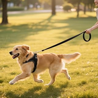 Traditional Style Dog Leashes, Heavy Duty Collar Hook for Small, Medium and Large Dogs (2.5cm x 1.8m, Orange)