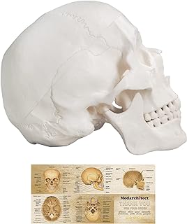 Human Skull Model, Life Size 3-Part Anatomical Model with Removable Skull Cap and Articulated Mandible for Medical Student Human Anatomy Study Course