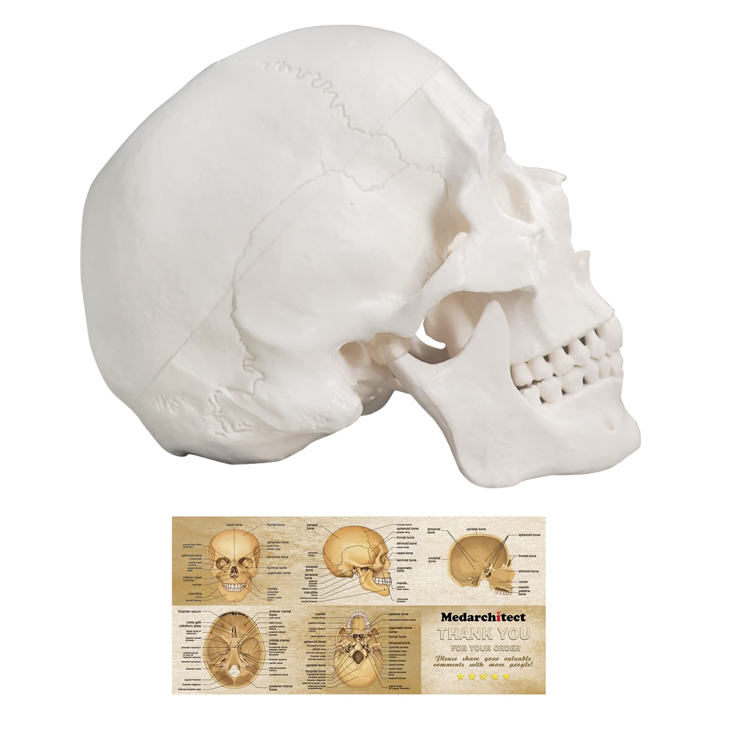 Human Skull Model, Life Size 3-Part Anatomical Model with Removable Skull Cap an