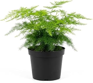NYGardenia 4 Inch Pot Asparagus Fern Live Plant, Soft Feathery Foliage, Easy Care Indoor Houseplant