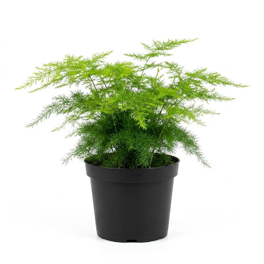 NYGardenia 4 Inch Pot Asparagus Fern Live Plant, Soft Feathery Foliage, Easy Car
