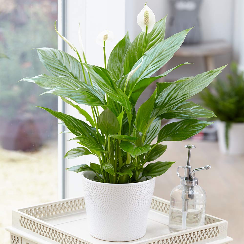 Spathiphyllum Peace Lily Indoor Plant - Air-Purifying Houseplant in Pot, Ideal f