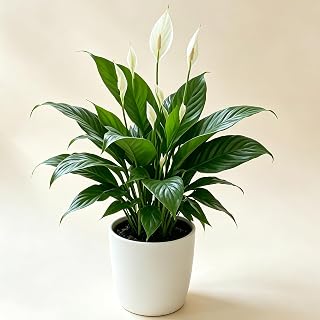 Peace Lily1-2Live bareroot Plants Air Purifying Lucky Symbol Indoor Decor (1)
