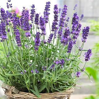 Carbeth Plants English Lavender Herb Plant 14cm Pot - Scented Garden Plant | Drought Tolerant, Fragrant, Perennial, Pollinator Friendly