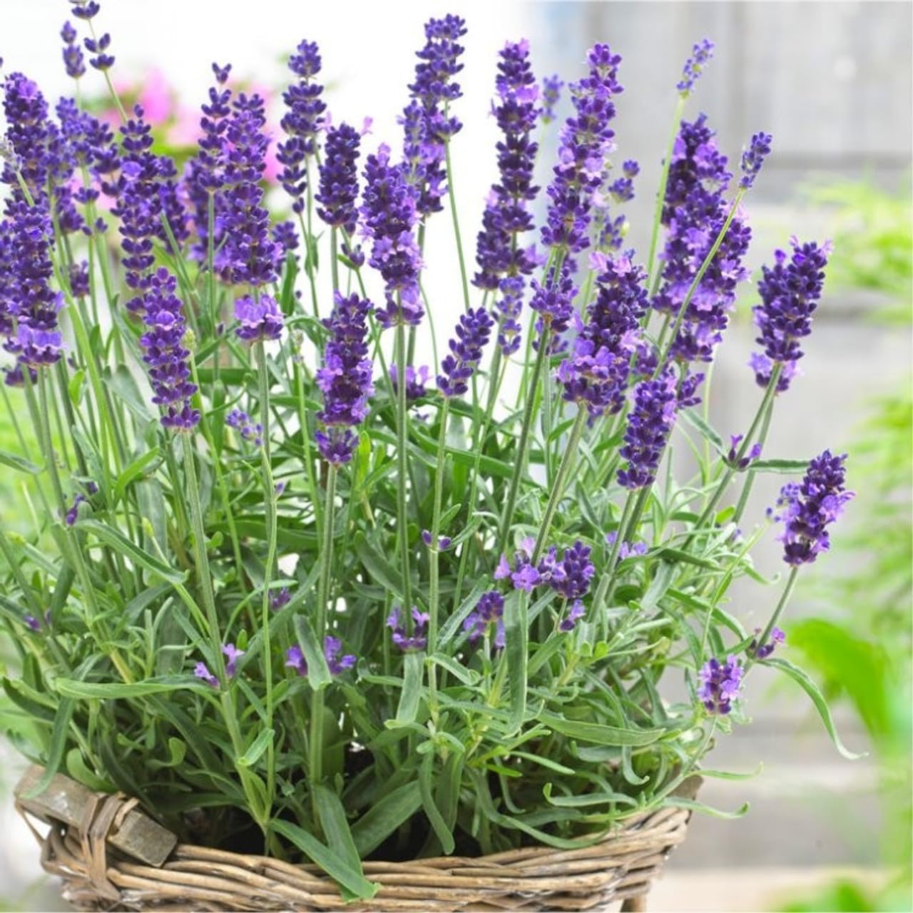 Carbeth Plants English Lavender Herb Plant 14cm Pot - Scented Garden Plant | Dro