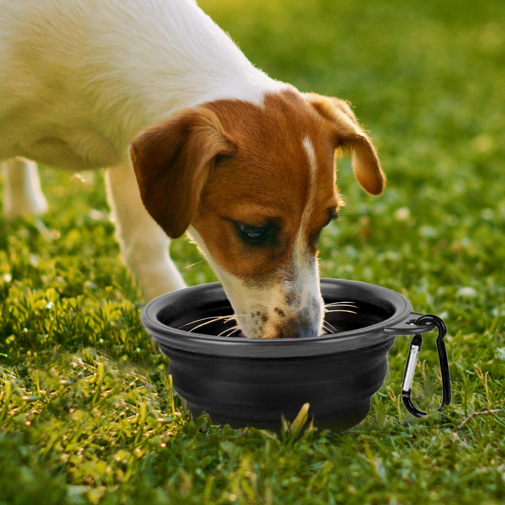 Dog Bowl Pet Bowl Foldable Travel Bowl 2 Pack Cat Dog Pet Bowl BPA Free Portable