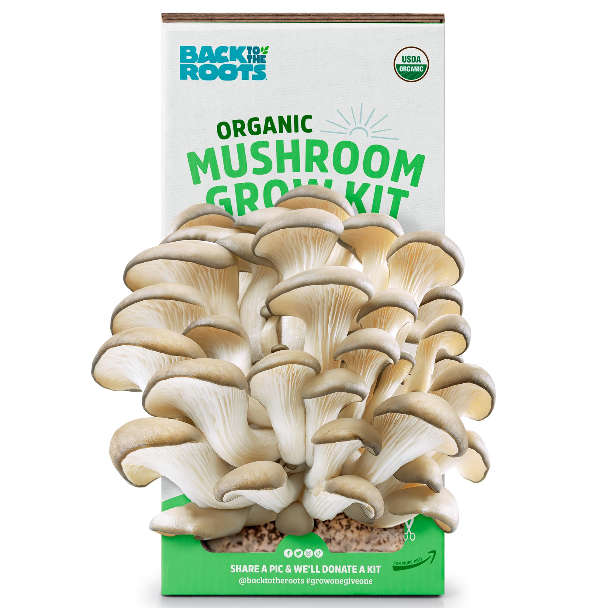 Back to the Roots Organic Oyster Mushroom Grow Kit, Harvest Gourmet Mushrooms In