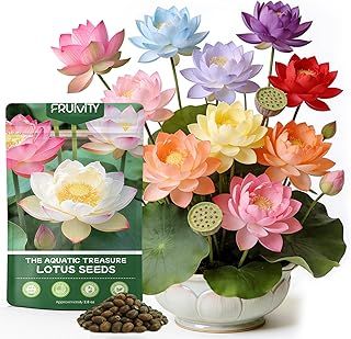 Fruivity Lotus Seeds for Planting in Water | 60 PCS Mixed Color Bowl Lotus Seeds for Planting Beautiful Water Plants for Indoor Bonsai | Water Lily Aquatic Plant Seeds