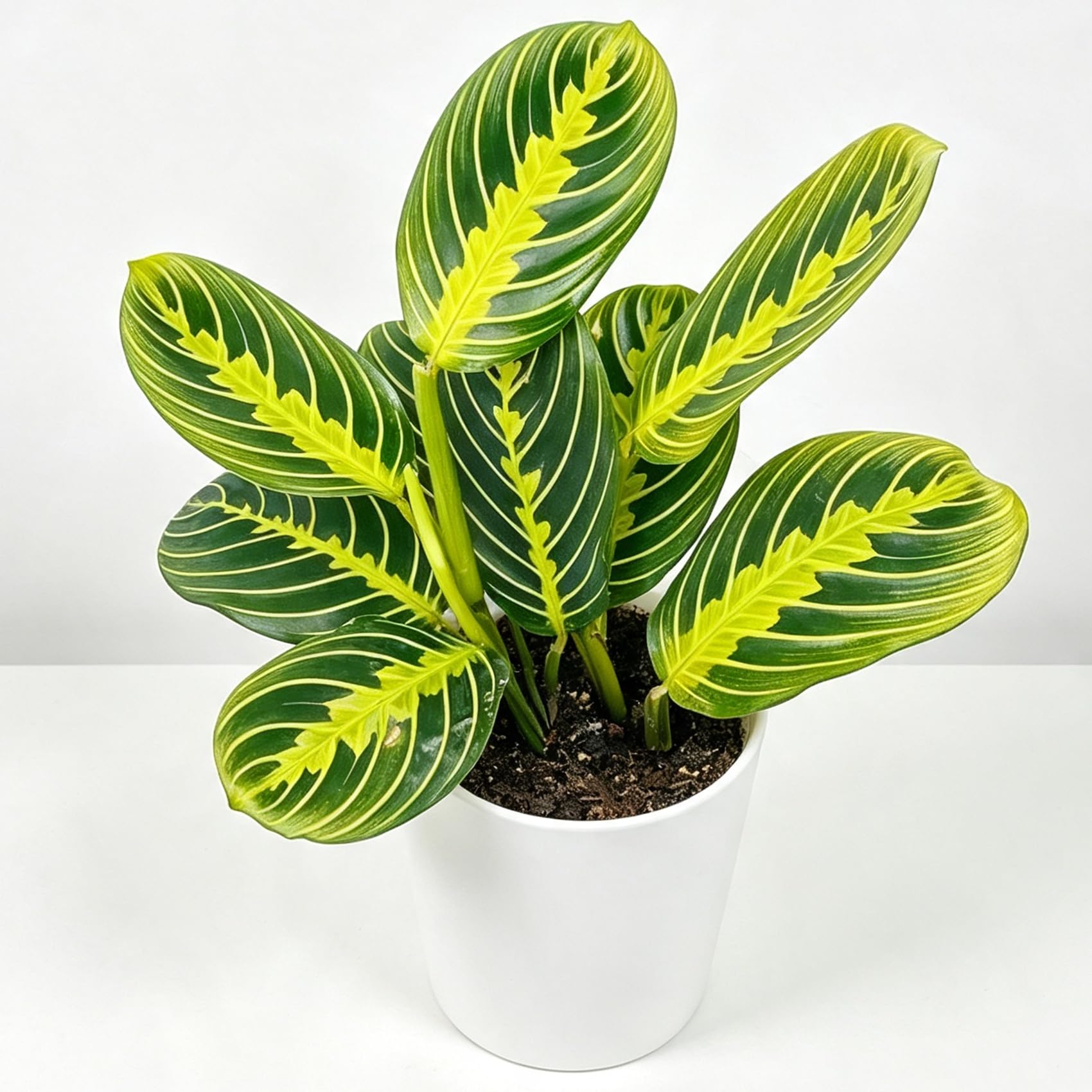 Lemon Lime Prayer Plant 1-2 Live Root Pet Safe Air Purifying Easy Care (1) | Neo