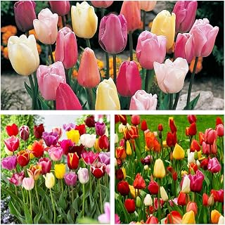 Triumph Tulip Mixed x 50 Flower Bulbs Size 10/11 Beautiful Bright Spring Flowers. Easy to Grow