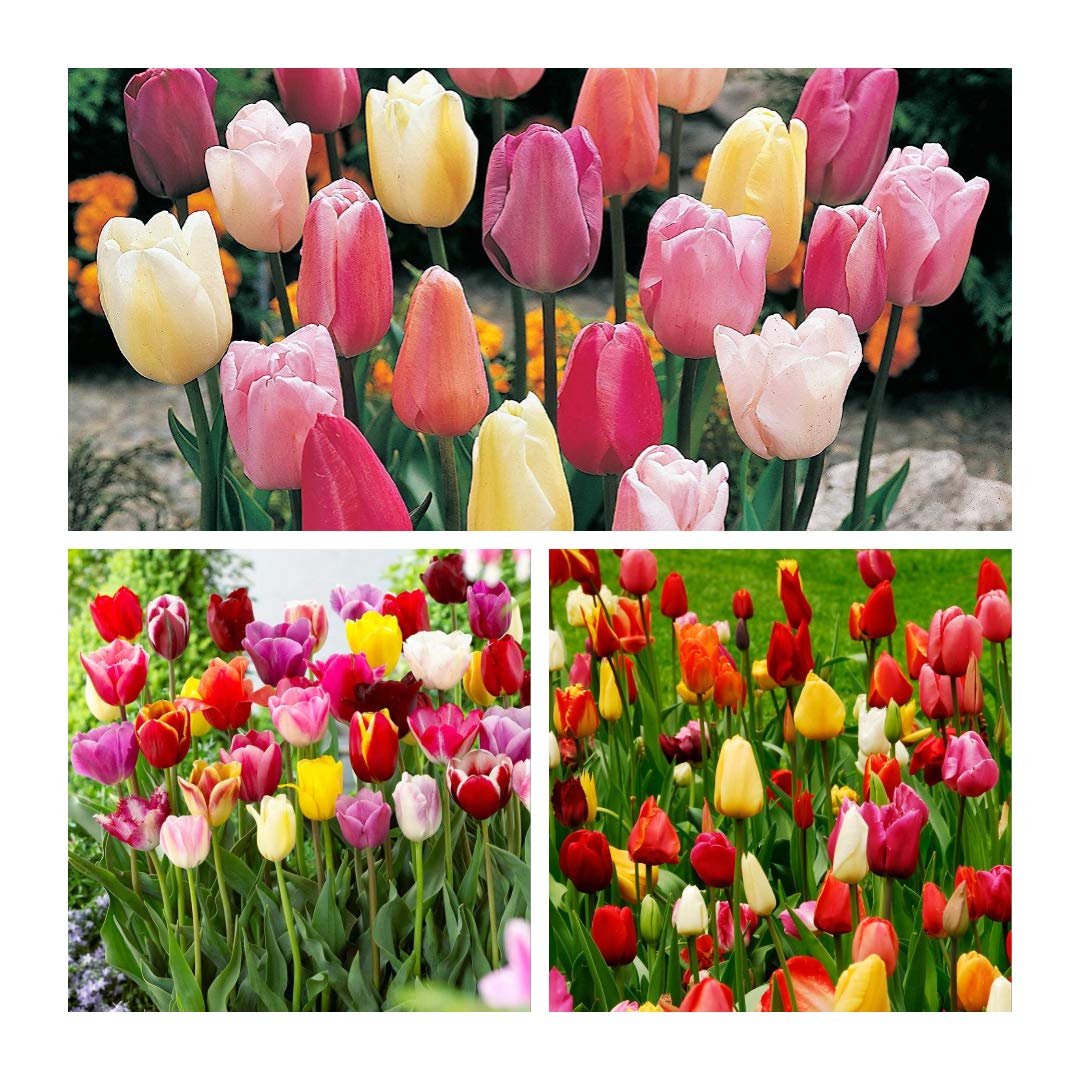 Triumph Tulip Mixed x 50 Flower Bulbs Size 10/11 Beautiful Bright Spring Flowers