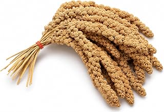 Pet Ting 1Kg Millet Spray for Birds and Small Animals - budgies, Canaries, Cocktail, Parrots ETC