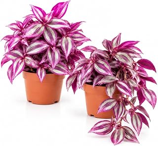 Carbeth Plants 1x Tradescantia Pink Paradise Mini Indoor Plant in 6cm Pot | Real Live Evergreen Trailing Wandering Dude Houseplant - Fast Growing Evergreen Variegated Eye Catching Foliage