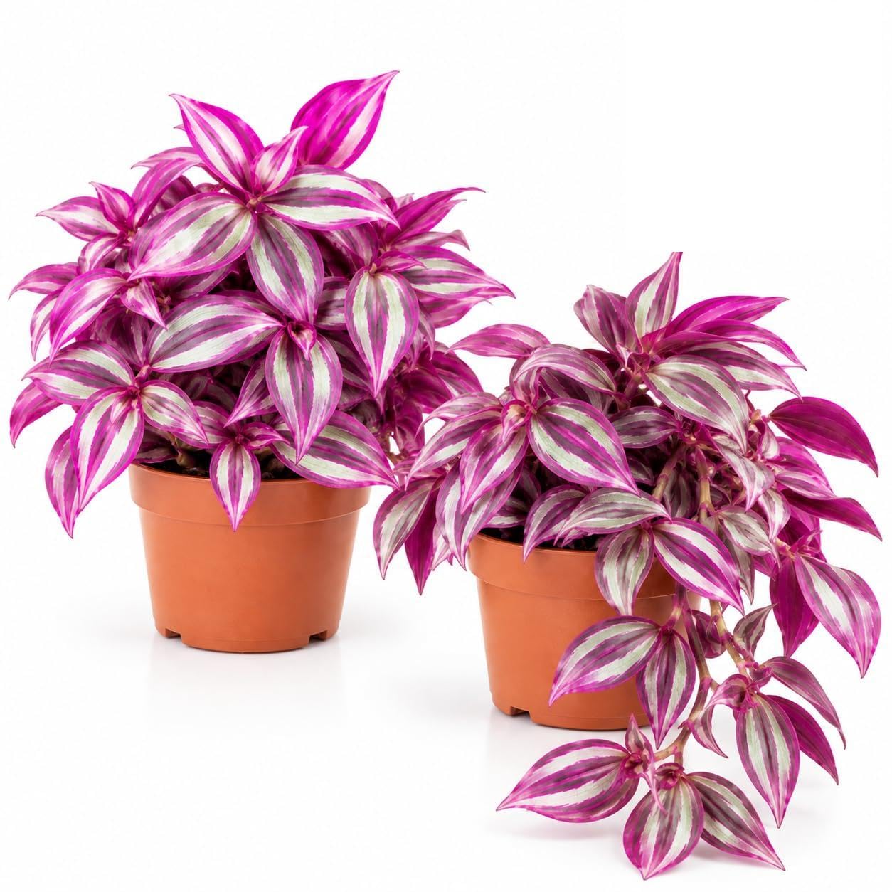 Carbeth Plants 1x Tradescantia Pink Paradise Mini Indoor Plant in 6cm Pot | Real