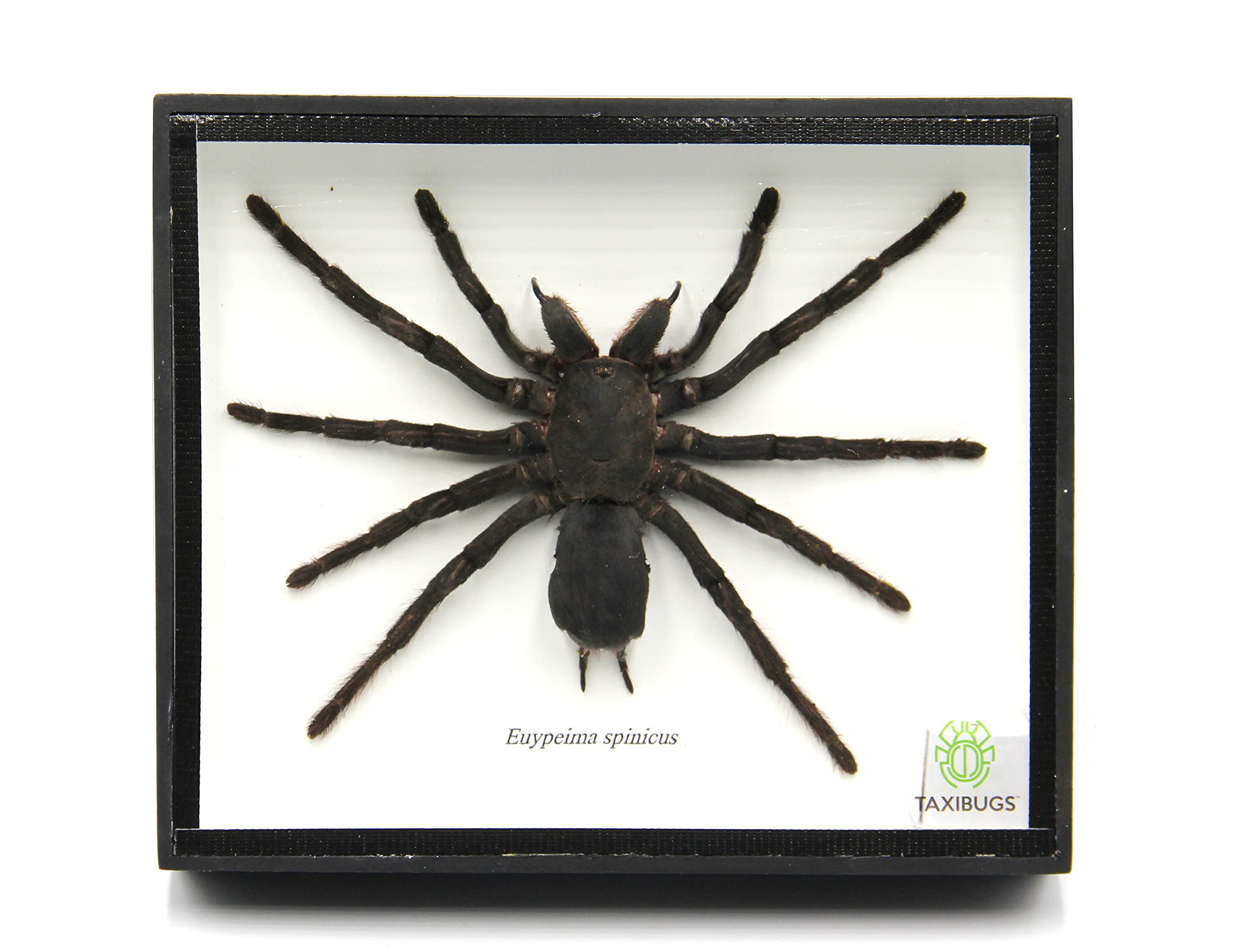 Real Giant Bird Eating Tarantula EURYPEIMA SPINCRUS Spider Taxidermy Transparent