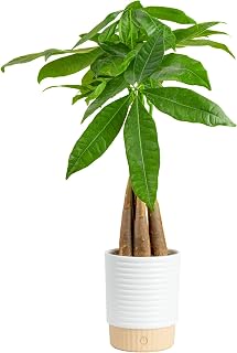 Costa Farms Money Tree Live Indoor Plant, Easy Care, Pet Safe, Decor Pot | Braided good luck tree, low maintenance houseplant & pet-friendly. Stands 12-16 in tall in stylish decorative planter