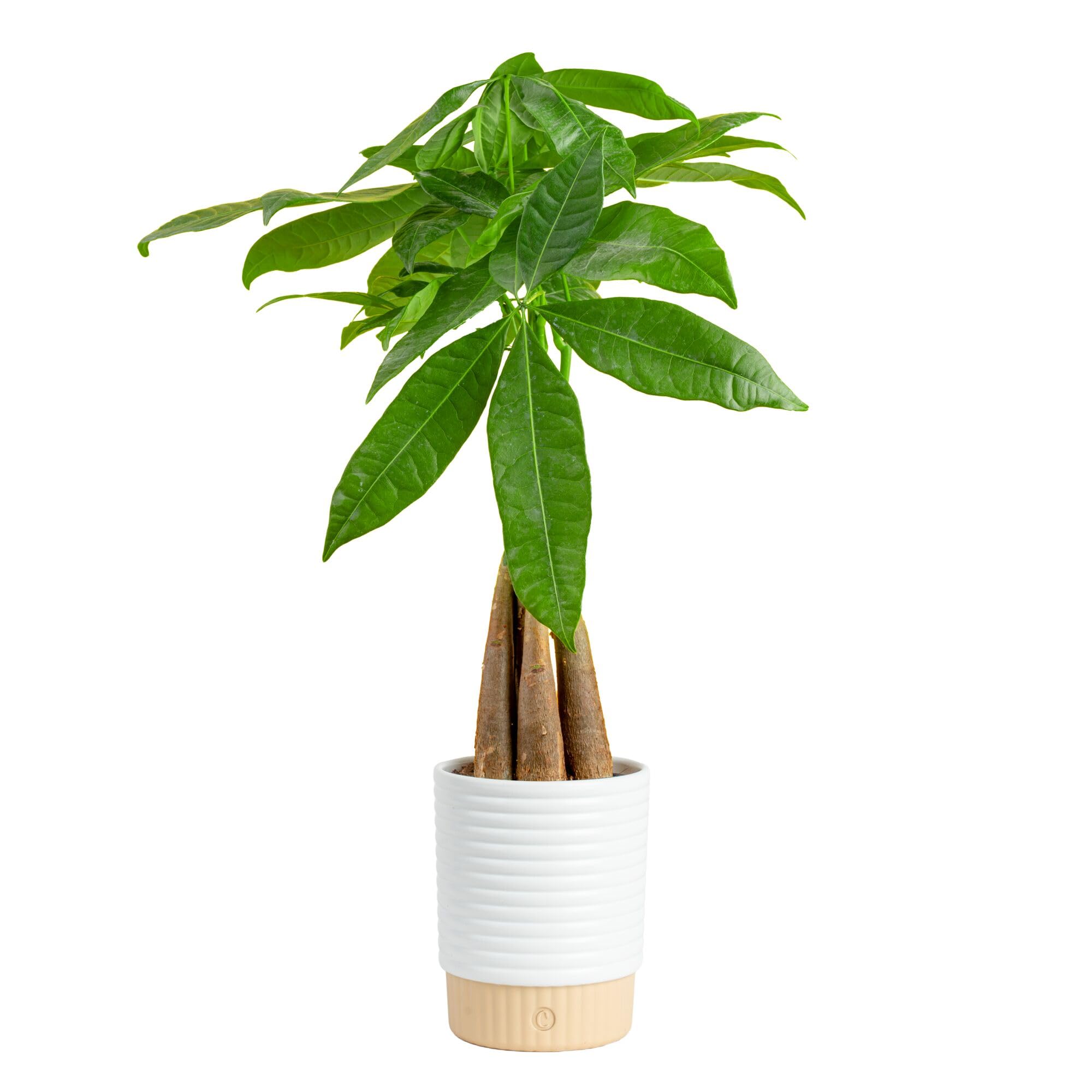Costa Farms Money Tree Live Indoor Plant, Easy Care, Pet Safe, Decor Pot | Braid