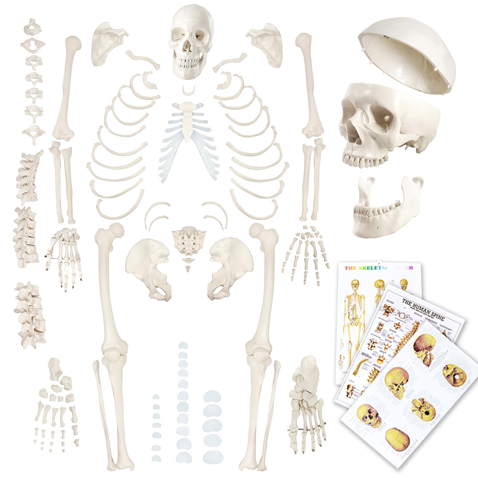 Disarticulated Human Skeleton Model for Anatomy 67 inch High, Full Size | EVOTEC
