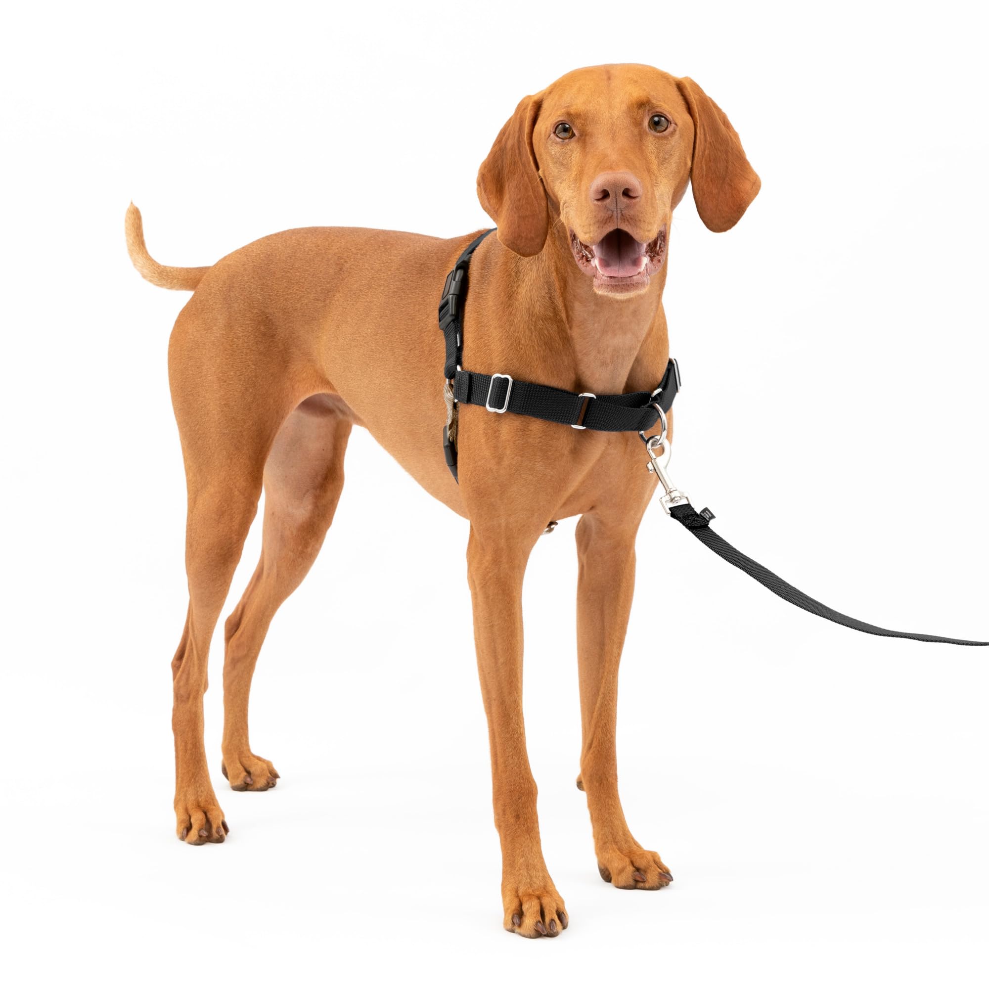 PetSafe Easy Walk Harness, No Pull Dog Harness, Black, Medium | Patented Marting