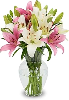 Stargazer Barn 10 Stem Pink & White Lily Bouquet - Without Vase | Fresh Cut Flower Delivery, Hand-Tied in the USA, Gift for Birthday, Anniversary, Sympathy or Home Decor