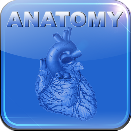 Human Anatomy - Internal Organs and Vessels