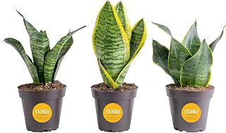 Costa Farms Snake Plant, Live Indoor Plants, Easy Care 3-Pack | Nearly indestructible and thrives in low light. Great indoor houseplant. Ideal housewarming or birthday gift. 3-pack.