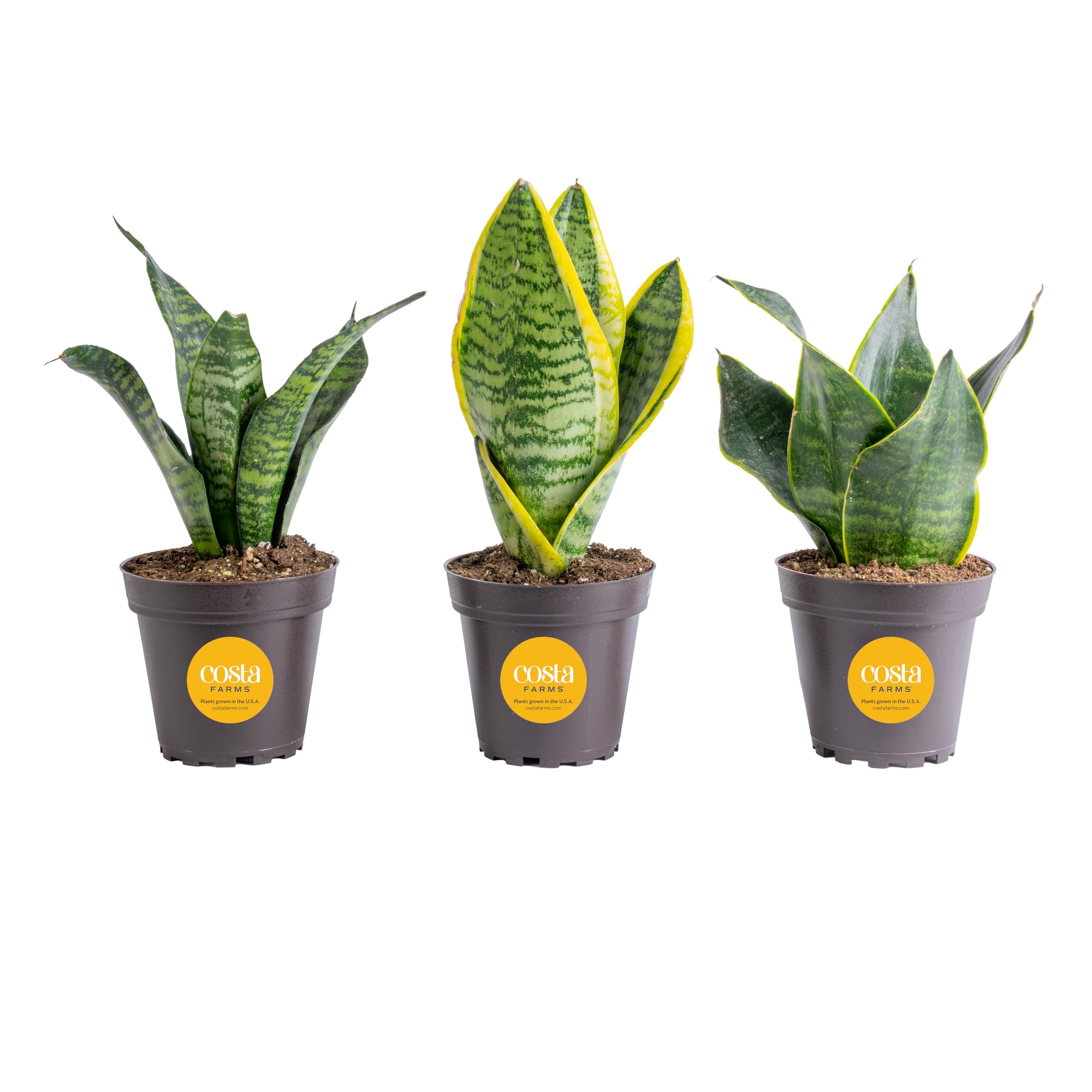 Costa Farms Snake Plant, Live Indoor Plants, Easy Care 3-Pack | Nearly indestruc