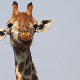 funny giraffe Wallpaper -- HD Wallpapers of funny giraffes!